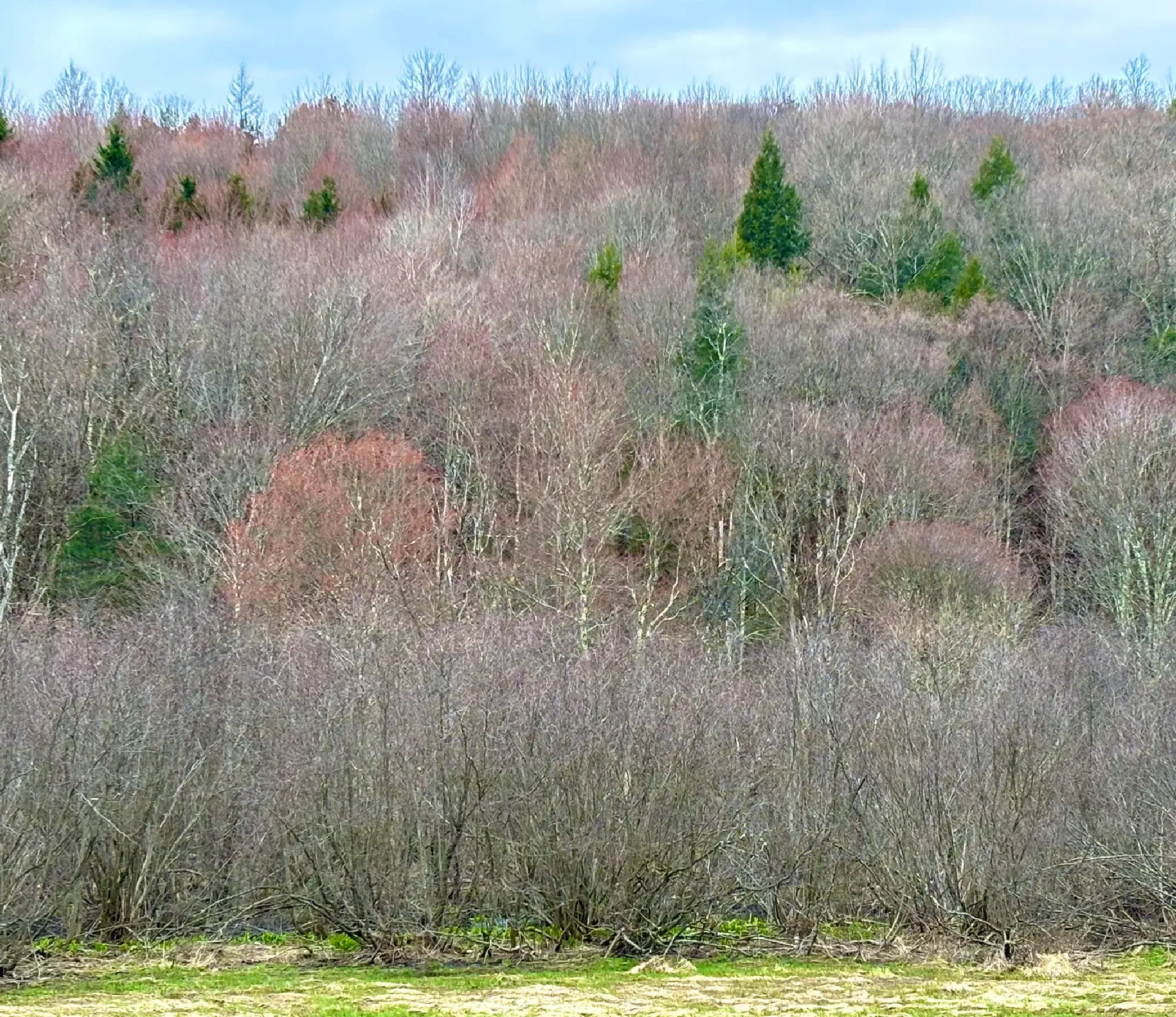 saison_printemps