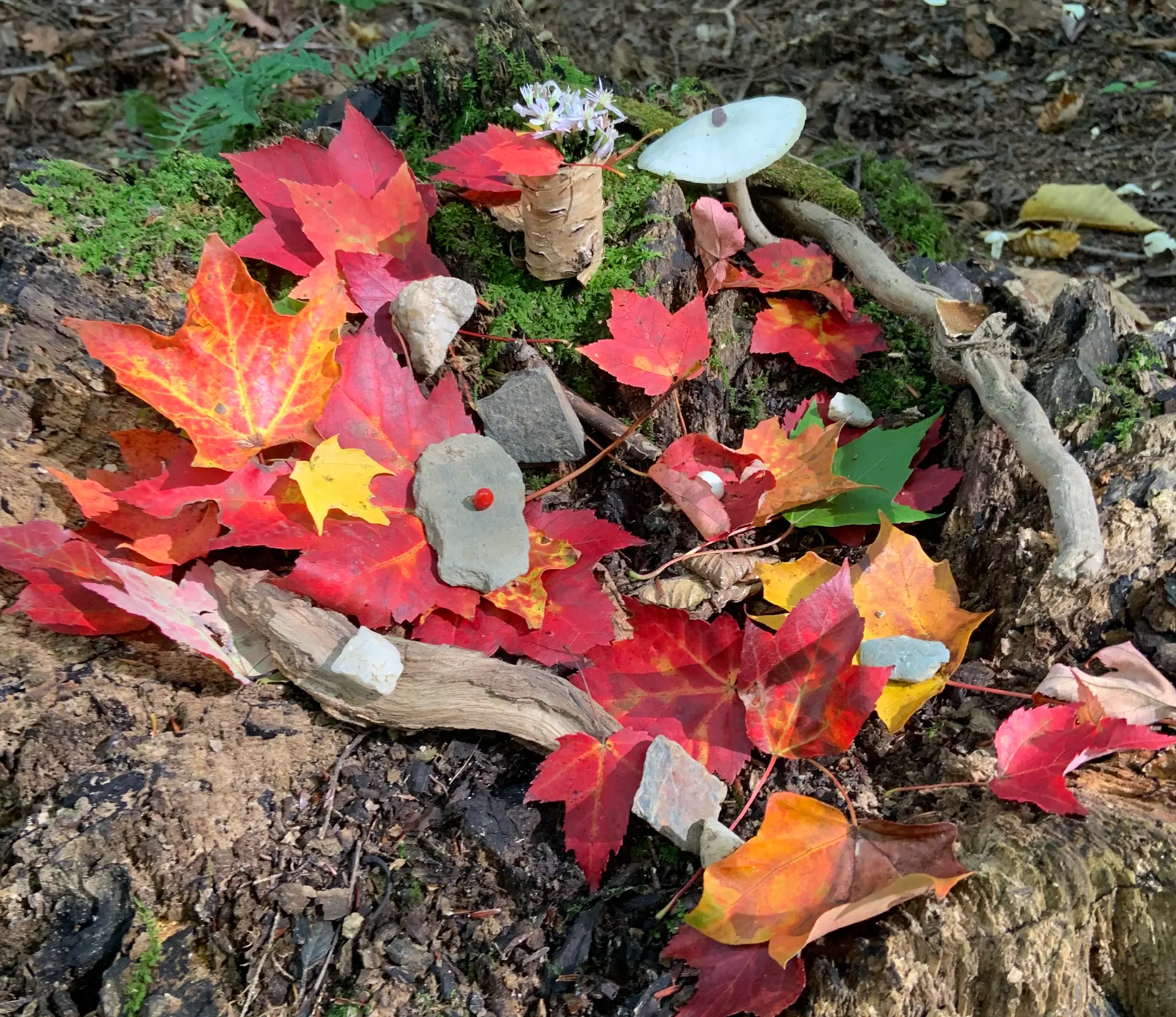saison_automne