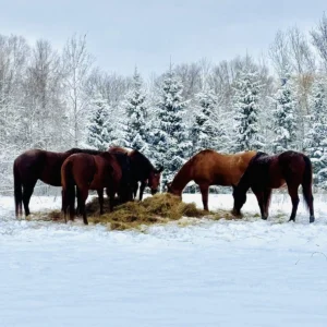 Voie des foulées | Ferme Equi-Nature, Dunham