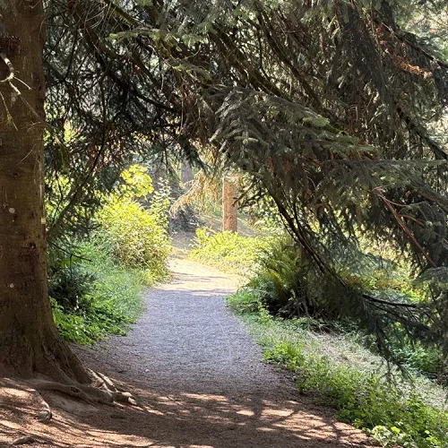 FORET