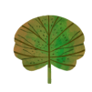 Feuille-03.png